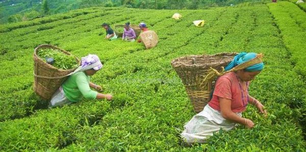 सदस्य केन्द्रीयता सूचकाङ्क गणना