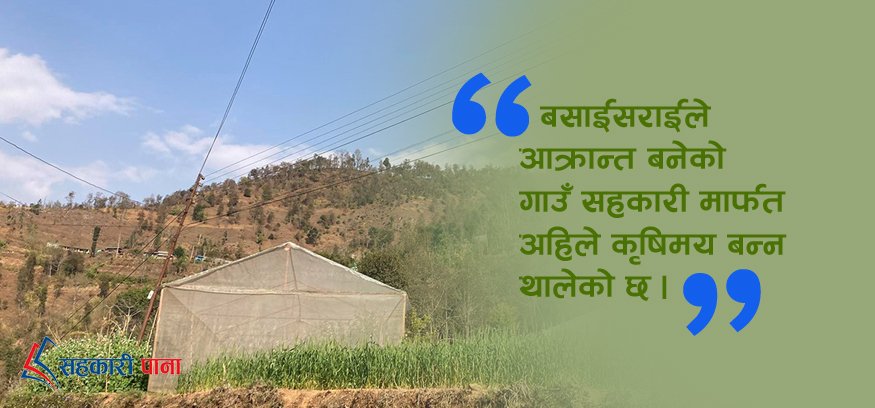सर्कुवा गाउँलाई सहकारीले बनायो कृषिमय क्षेत्र
